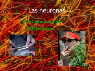 Las neuronas Y el consumo de Marihuana 