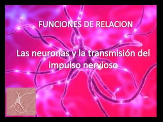 FUNCIONES DE RELACION Las neuronas y la transmisión del impulso nervioso 