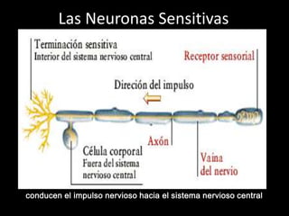 Las neuronas pueden serA.-sensitivas B.-motorasC.-interneuronas<br />