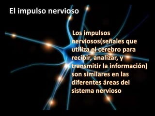 El impulso nervioso<br />El impulso nervioso es una onda eléctrica que avanza por la superficie de la membrana de la neuro...