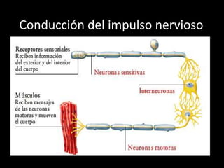 El impulso nervioso<br />    Los impulsos nerviosos(señales que utiliza el cerebro para recibir, analizar, y transmitir la...