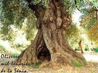 Oliveres
millenries
de la Ծ.
 