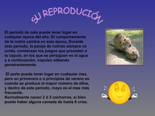 SU REPRODUCIÓN El período de celo puede tener lugar en cualquier época del año. El comportamiento de la nutria cambia en esta época,   Durante este periodo, la pareja de nutrias siempre va unida, comienzan los juegos que preceden a la cópula, en los que se persiguen en el agua y a continuación, copulan silbando penetrantemente.  El parto puede tener lugar en cualquier mes, pero en primavera o a principios de verano es cuando se produce el mayor número de ellos, y dentro de este periodo, mayo es el mes más frecuente. Normalmente nacen 2 ó 3 cachorros, si bien puede haber alguna camada de hasta 6 crías.   