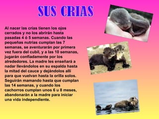 Al nacer las crías tienen los ojos cerrados y no los abrirán hasta pasadas 4 ó 5 semanas. Cuando las pequeñas nutrias cumplan las 7 semanas, se aventurarán por primera vez fuera del cubil, y a las 10 semanas, jugarán confiadamente por los alrededores. La madre les enseñará a nadar llevándolos en su espalda hasta la mitad del cauce y dejándolos allí para que vuelvan hasta la orilla solos. Seguirán mamando hasta que cumplan las 14 semanas, y cuando los cachorros cumplan unos 6 u 8 meses, abandonarán a la madre para iniciar una vida independiente. SUS CRIAS 