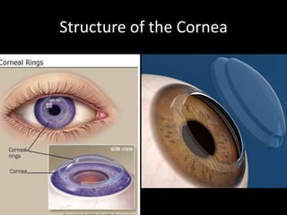 Structure of the Cornea

 