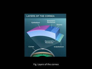 Fig. Layers of the cornea

 
