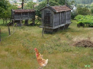 Las obejitas se multiplican