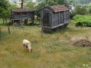 Las obejitas se multiplican