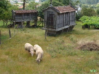 Las obejitas se multiplican