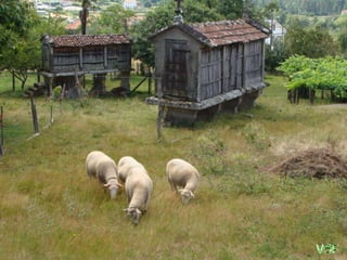 Las obejitas se multiplican
