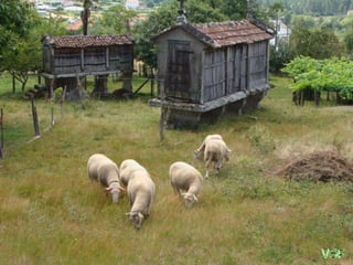Las obejitas se multiplican