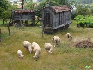 Las obejitas se multiplican