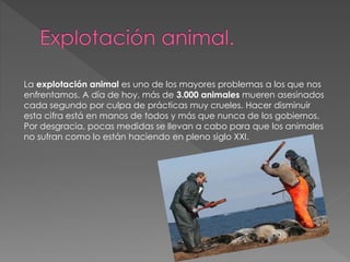 La explotación animal es uno de los mayores problemas a los que nos
enfrentamos. A día de hoy, más de 3.000 animales mueren asesinados
cada segundo por culpa de prácticas muy crueles. Hacer disminuir
esta cifra está en manos de todos y más que nunca de los gobiernos.
Por desgracia, pocas medidas se llevan a cabo para que los animales
no sufran como lo están haciendo en pleno siglo XXI.
 