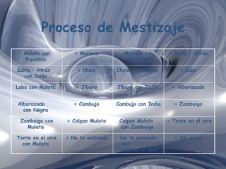 Proceso de Mestizaje = Ahí estas   No te entiendo con  Tente en el aire   = No te entiendo   Tente en el aire con Mulata   = Tente en el aire   Calpan Mulato  con Zambaigo   = Calpan Mulato   Zambaigo con Mulata   = Zambaigo   Cambujo con India   = Cambujo   Albarazado  con Negra   = Albarazado   Jíbaro con India   = Jíbaro   Lobo con Mulata   = Lobo   Chino con Mulata   = Chino   Salta – Atrás  con India   = Salta - Atrás   Morisco con Española   = Morisco   Mulato con Española   