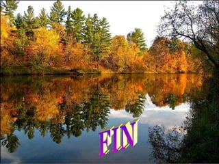 FIN 