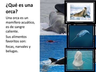 ¿Qué es una
orca?
Una orca es un
mamífero acuático,
es de sangre
caliente.
Sus alimentos
favoritos son:
focas, narvales y
belugas.