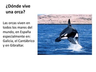 ¿Dónde vive
una orca?
Las orcas viven en
todos los mares del
mundo, en España
especialmente en:
Galicia, el Cantábrico
y en Gibraltar.