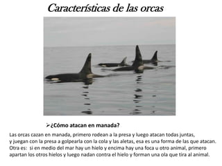 Características de las orcas
¿Cómo atacan en manada?
Las orcas cazan en manada, primero rodean a la presa y luego atacan todas juntas,
y juegan con la presa a golpearla con la cola y las aletas, esa es una forma de las que atacan.
Otra es: si en medio del mar hay un hielo y encima hay una foca u otro animal, primero
apartan los otros hielos y luego nadan contra el hielo y forman una ola que tira al animal.