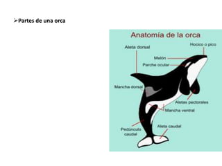 Partes de una orca