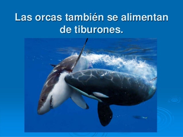 Las orcas