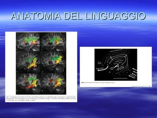 ANATOMIA DEL LINGUAGGIO

 