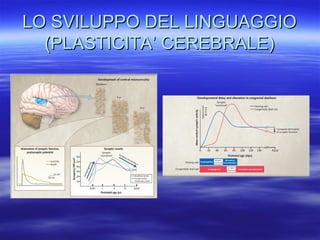 LO SVILUPPO DEL LINGUAGGIO
(PLASTICITA’ CEREBRALE)

 