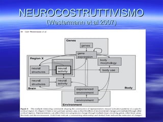NEUROCOSTRUTTIVISMO
(Westermann et al 2007)

 