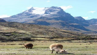 • La región puna esta ubicada
de 4100 a 4800 (metros sobre
el nivel mar)
RELIEVE: Esta región conformado
en su mayor parte de pampas.
CLIMA. Su clima es frio con
Precipitaciones.
Flora: su flora es escasa es la
región sin árboles.
Fauna: su fauna esta compuesta por
Camélidos sudamericanos.
Ciudades:
Junín
Cerro de Pasco
 