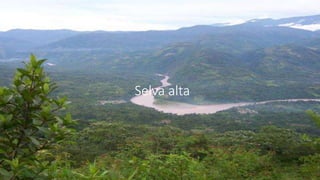 Selva alta
 