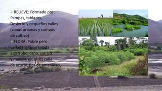 RELIEVE: Formado por:
Pampas, tablazos,
Desierto y pequeños valles
(zonas urbanas y campos
de cultivo)
FLORA: Pobre pero
variada: grama salada
algarrobo, caña, carrizo
y manglares, arroz caña
de azúcar, flor de amenaces,
etc.
 
