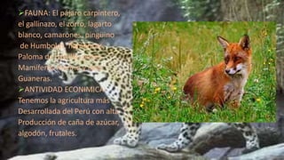 FAUNA: El pájaro carpintero,
el gallinazo, el zorro, lagarto
blanco, camarones, pingüino
de Humboldt, flamencos,
Paloma de castilla, peces
Mamíferos marino y aves
Guaneras.
ANTIVIDAD ECONIMICA:
Tenemos la agricultura más
Desarrollada del Perú con alta
Producción de caña de azúcar,
algodón, frutales.
 