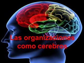 Las organizaciones como cerebros 