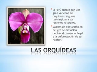 * El Perú cuenta con una
 gran variedad de
 orquídeas, algunas
 restringidas a sus
 regiones naturales.
* Muchas de ellas están en
 peligro de extinción
 debido al comercio ilegal
 y la deforestación de su
 hábitat.
 
