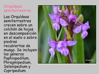 Orquídeas
semiterrestres
Las Orquídeas
semiterrestres
crecen sobre un
colchón de hojas
en descomposición
en el suelo o sobre
piedras
recubiertas de
musgo. Se incluyen
los géneros
Paphiopedilum,
Phragmipedium,
Selenipedium y
Cypripedium.
 