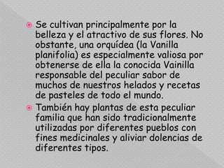  Se cultivan principalmente por la
belleza y el atractivo de sus flores. No
obstante, una orquídea (la Vanilla
planifolia) es especialmente valiosa por
obtenerse de ella la conocida Vainilla
responsable del peculiar sabor de
muchos de nuestros helados y recetas
de pasteles de todo el mundo.
 También hay plantas de esta peculiar
familia que han sido tradicionalmente
utilizadas por diferentes pueblos con
fines medicinales y aliviar dolencias de
diferentes tipos.
 