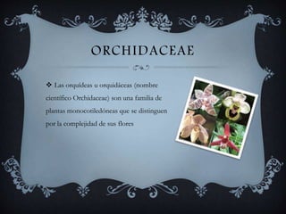 ORCHIDACEAE
Las orquídeas u orquidáceas (nombre
científico Orchidaceae) son una familia de
plantas monocotiledóneas que se distinguen
por la complejidad de sus flores