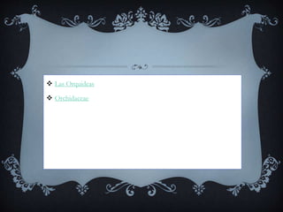  Las Orquideas
Orchidaceae