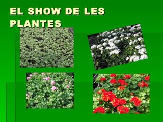EL SHOW DE LES PLANTES 