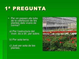 1ª PREGUNTA Per on passen els tubs de la calefacció de les plantes dels vivers de corma?  a) Per l’estructura del viver, és a dir, per sobre. b) Per sota terra. c) Just per sota de les plantes. 