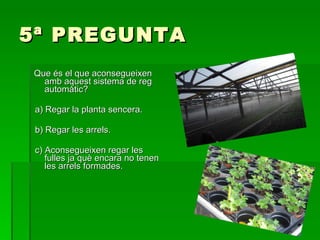 5ª PREGUNTA Que és el que aconsegueixen amb aquest sistema de reg automàtic? a) Regar la planta sencera. b) Regar les arrels. c) Aconsegueixen regar les fulles ja què encara no tenen les arrels formades. 