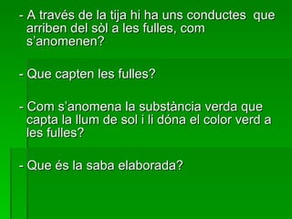 - A través de la tija hi ha uns conductes  que arriben del sòl a les fulles, com s’anomenen? - Que capten les fulles? - Com s’anomena la substància verda que capta la llum de sol i li dóna el color verd a les fulles? - Que és la saba elaborada? 