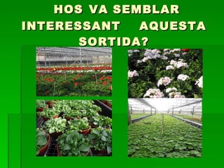 HOS   VA SEMBLAR INTERESSANT  AQUESTA SORTIDA? 