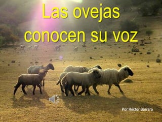 Las ovejas
conocen su voz


            Por Héctor Barrero
 