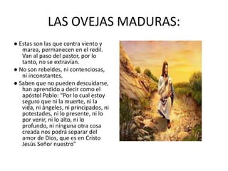 LAS OVEJAS MADURAS:
● Estas son las que contra viento y
marea, permanecen en el redil.
Van al paso del pastor, por lo
tanto, no se extravían.
● No son rebeldes, ni contenciosas,
ni inconstantes.
● Saben que no pueden descuidarse,
han aprendido a decir como el
apóstol Pablo: “Por lo cual estoy
seguro que ni la muerte, ni la
vida, ni ángeles, ni principados, ni
potestades, ni lo presente, ni lo
por venir, ni lo alto, ni lo
profundo, ni ninguna otra cosa
creada nos podrá separar del
amor de Dios, que es en Cristo
Jesús Señor nuestro”
 
