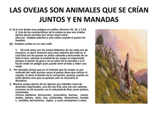 LAS OVEJAS SON ANIMALES QUE SE CRÍAN
JUNTOS Y EN MANADAS
I) Se le cría desde muy antiguo en rediles, Número 32, 16; 1 S 24,
4. Una de las características de la ovejas es que son criadas
dentro de los corrales por varias cosas entre
ellas.(a) Estaban adentro y solo salían cuando el pastor las
llevabas.
(b) Estaban unidas en un solo redil.
1. Tal cual como son las ovejas debemos de ser cada uno de
nosotros, es decir tenemos que estar adentro del redil en el
cual Dios nos ha puesto no andar saltando y brincando de un
lado al otro, además la unidad de las ovejas es importante
porque el pastor las guía y no se salen de la manada y si lo
hacen están en peligro pues puede venir el lobo y robar una
oveja.
2. Por ejemplo vemos que en el instante que las ovejas se van
saliendo del redil muchas veces el pastor tiene que utilizar el
cayado, es decir el bastón de la corrección, porque cuando no
están dentro sino que se quieren salir es necesario la
disciplina.
3. Muchas ovejas dentro de las iglesias son rebeldes viven de
desorden espirituales, una vez son frió, otra vez son caliente,
conviven no de acuerdo con la voluntad de Dios como pleitos,
contiendas,
chisme, adulterio, fornicación, inmundicia, lascivia, enemi
stades, pleitos, celos, iras, contiendas, disensiones, herejía
s, envidias, borracheras, orgías, y cosas semejantes a estas.
 