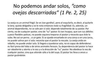 No podemos andar solos, “como
ovejas descarriadas” (1 Pe. 2, 25)
La oveja es un animal frágil. Se ve ¡tan gordita!, pero al esquilarla, es decir, al quitarle
la lana, queda delgadita y se le nota entonces toda su fragilidad. Es, además, un
animal dependiente, no se vale por sí sola: depende totalmente de su pastor. Por
cierto, no de cualquier pastor, sino de “su” pastor. Es tan incapaz, que con sus débiles
y poco flexibles paticas, no puede siquiera treparse al pastor y necesita que éste la
suba. No así un perro... o un gato. Si se queda ensartada en una cerca o en una zarza,
no puede salirse por sí sola: necesita que el pastor la rescate. La oveja anda en
rebaño, no puede andar sola. Si llegara a quedarse sola, no es capaz de defenderse:
es fácil presa del lobo o de otros animales feroces. Su dependencia del pastor la hace
ser obediente y atenta a la voz y a la dirección de “su” pastor. No obedece la voz de
cualquier pastor, sino que atiende sólo a la del suyo. El pastor las lleva a veces a
pastar guiándolas
 