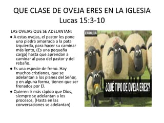 QUE CLASE DE OVEJA ERES EN LA IGLESIA
Lucas 15:3-10
LAS OVEJAS QUE SE ADELANTAN:
● A estas ovejas, el pastor les pone
una piedra amarrada a la pata
izquierda, para hacer su caminar
más lento, (Es una pequeña
carga) hasta que aprendan a
caminar al paso del pastor y del
rebaño.
● Es una especie de freno. Hay
muchos cristianos, que se
adelantan a los planes del Señor,
y en alguna forma, tienen que ser
frenados por El.
● Quieren ir más rápido que Dios,
siempre se adelantan a los
procesos, (Hasta en las
conversaciones se adelantan)
 