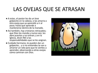 LAS OVEJAS QUE SE ATRASAN
● A estas, el pastor les da un leve
golpecito en la cabeza, o las amarra a
otra oveja que ya aprendió a ir al
paso; hasta que aprende a
mantenerse dentro de la manada.
● Así también, hay cristianos retrasados;
que Dios los manda y nunca van; les
abre puertas y no entran; y en la
Iglesia, dicen NO a las
responsabilidades que se les asignan.
● Cuidado hermano, te pueden dar un
golpecito… y si no entiendes te van a
amarrar un rato para que te sientes a
aprender, observando a otras ovejas
como caminan con Dios.
 