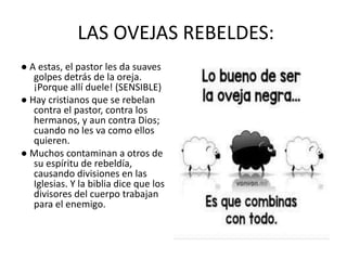 LAS OVEJAS REBELDES:
● A estas, el pastor les da suaves
golpes detrás de la oreja.
¡Porque allí duele! (SENSIBLE)
● Hay cristianos que se rebelan
contra el pastor, contra los
hermanos, y aun contra Dios;
cuando no les va como ellos
quieren.
● Muchos contaminan a otros de
su espíritu de rebeldía,
causando divisiones en las
Iglesias. Y la biblia dice que los
divisores del cuerpo trabajan
para el enemigo.
 