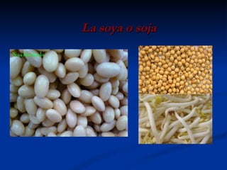 La soya o soja 